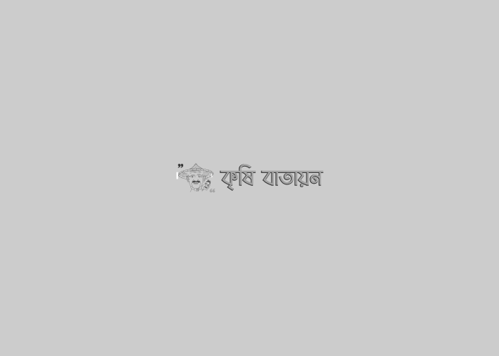 জিরা চাষ কৌশল