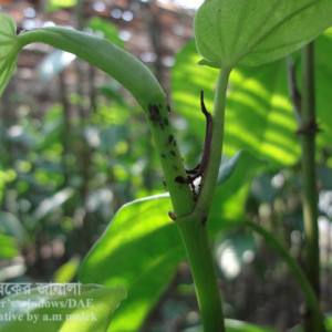 পানের জাবপোকা