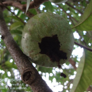 আতা ফলের ফল ছিদ্রকারি পোকা